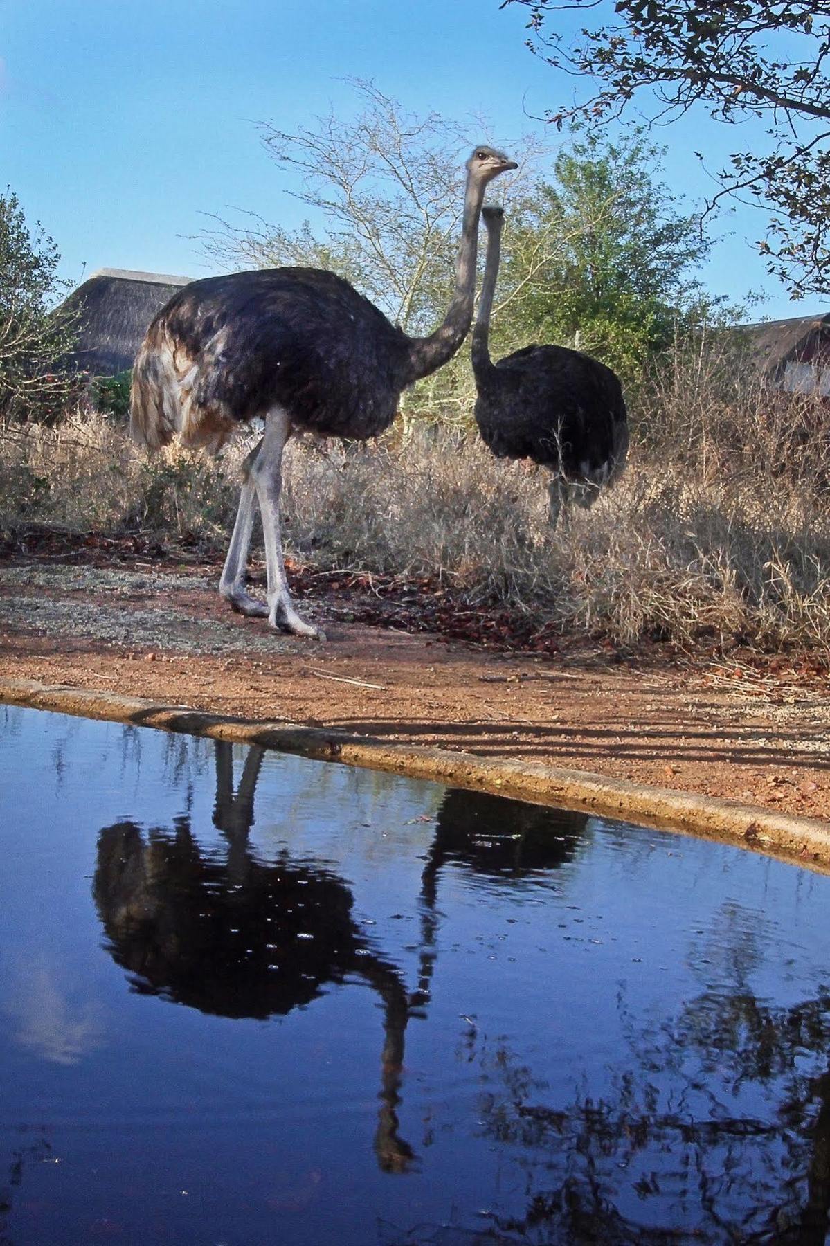 Normann Safari Bush Lodge พาลาบอร์วา ภายนอก รูปภาพ